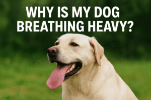 Why is My Dog Breathing Heavy?
