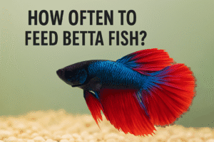 How Often to Feed Betta Fish?