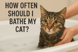 how often to bathe my cat