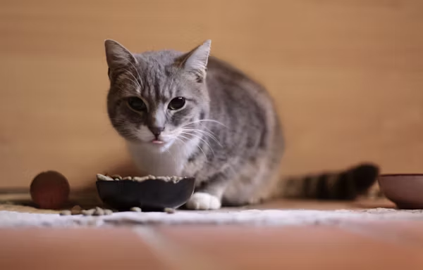 Healthy Cat Diet Tips for Everyday Care image