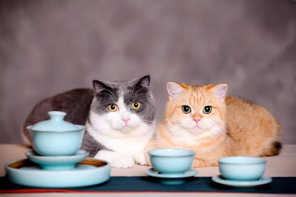 Healthy Cat Diet Tips for Everyday Care image