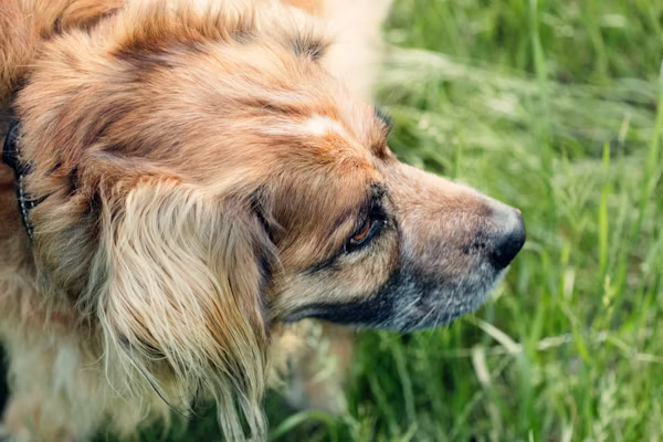 Heavy Breathing in Dogs Causes and Treatment