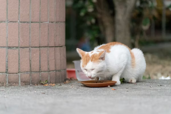 Best Food for Cats for Healthy Growth