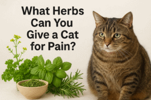What Herbs Can You Give a Cat for Pain?