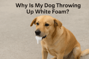 Why Is My Dog Throwing Up White Foam?