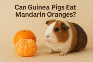 Can Guinea Pigs Eat Mandarin Oranges?