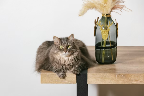 Natural Oil Solutions for Cat Odor image