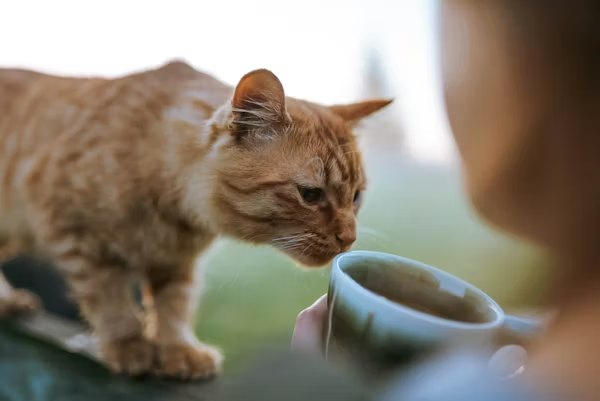 Natural Oil Solutions for Cat Odor image