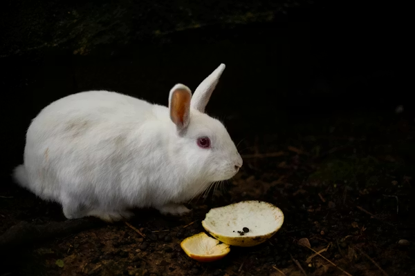 Healthy Fruits and Treats for Rabbit's Diet image