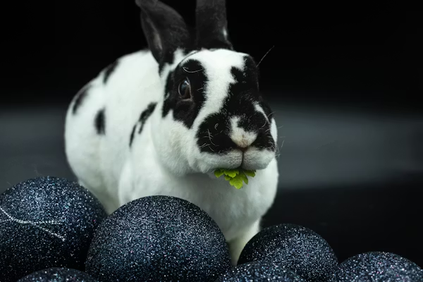 Healthy Fruits and Treats for Rabbit's Diet image