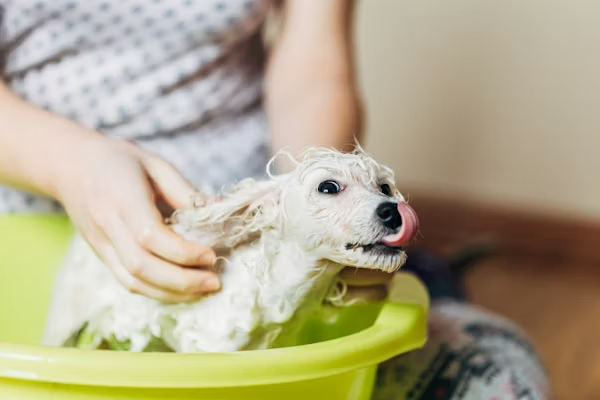Common Causes of Dog Vomiting White Foam image