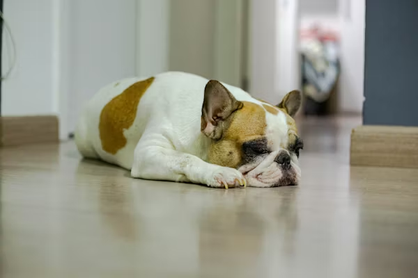 Common Causes of Dog Vomiting White Foam image