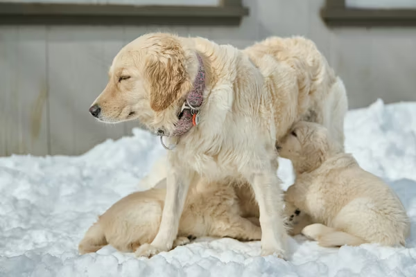 Common Causes of Dog Vomiting White Foam image