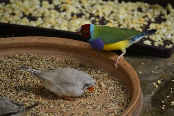 How to Care for a Pet Finch at Home image