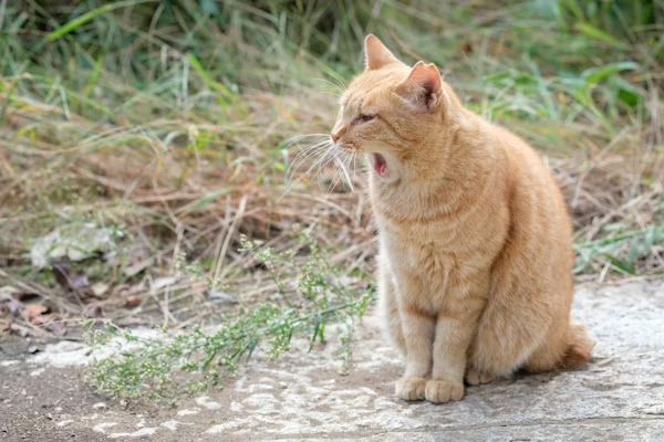 Natural Oil Solutions for Cat Odor image