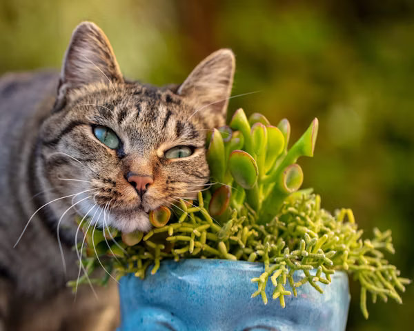 Safe Natural Herbs for Cat Pain Relief
