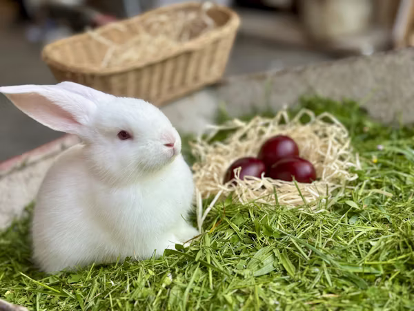 Healthy Fruits and Treats for Rabbits Diet