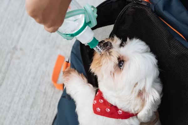 Complete Guide to Dog Rabies Vaccination image