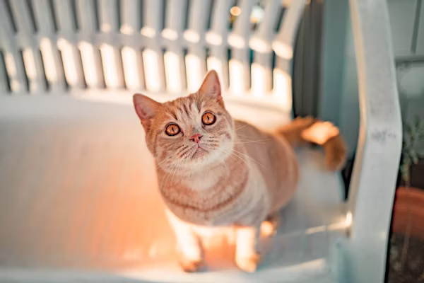 Early Cat Pregnancy Signs Every Owner Should Know