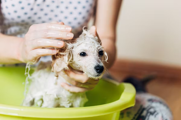 The Importance of Pet Hygiene and Cleanliness