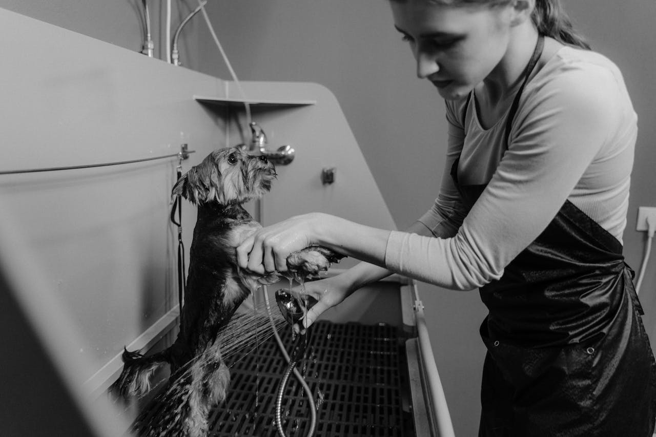 Woman washing a small dog in a grooming salon sink, black and white photo.